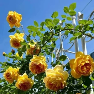 Golden Showers Yellow Climbing Rose Live Plant – 4 to 6 Inch Tall – Outdoor - Image 5