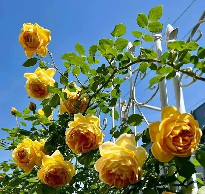Golden Showers Yellow Climbing Rose Live Plant – 4 to 6 Inch Tall – Outdoor - Image 5