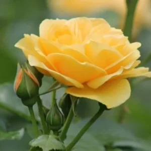 Golden Showers Yellow Climbing Rose Live Plant – 4 to 6 Inch Tall – Outdoor - Image 6