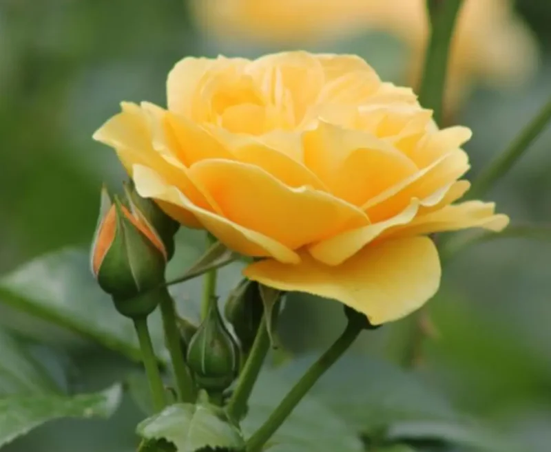 Golden Showers Yellow Climbing Rose Live Plant – 4 to 6 Inch Tall – Outdoor - Image 6