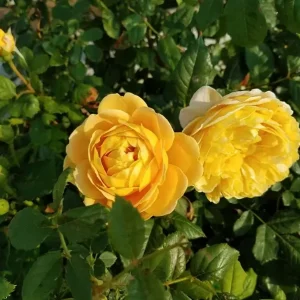 Golden Showers Yellow Climbing Rose Live Plant – 4 to 6 Inch Tall – Outdoor - Image 7