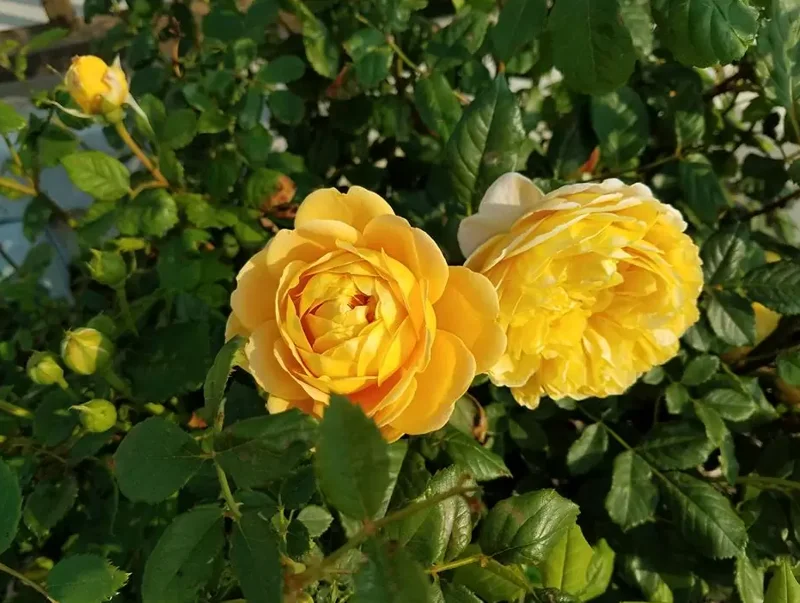 Golden Showers Yellow Climbing Rose Live Plant – 4 to 6 Inch Tall – Outdoor - Image 7