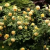 Golden Showers Yellow Climbing Rose Live Plant – 4 to 6 Inch Tall – Outdoor - Image 1