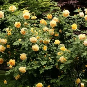 Golden Showers Yellow Climbing Rose Live Plant – 4 to 6 Inch Tall – Outdoor - Image 1
