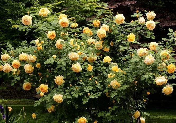 Golden Showers Yellow Climbing Rose Live Plant – 4 to 6 Inch Tall – Outdoor - Image 1