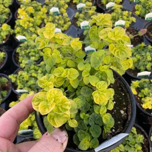 Golden Tip Marjoram Live Plant - 4.5 inch Pot - Culinary Herb - Image 2