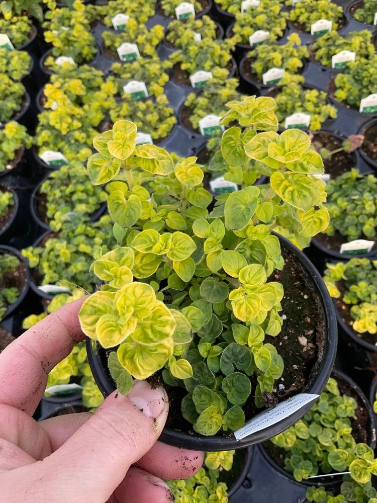 Golden Tip Marjoram Live Plant - 4.5 inch Pot - Culinary Herb - Image 2