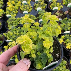 Golden Tip Marjoram Live Plant - 4.5 inch Pot - Culinary Herb - Image 3