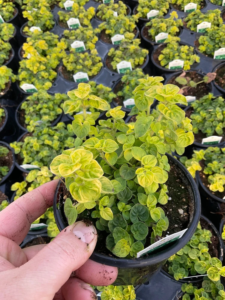 Golden Tip Marjoram Live Plant - 4.5 inch Pot - Culinary Herb - Image 3
