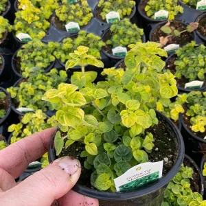 Golden Tip Marjoram Live Plant - 4.5 inch Pot - Culinary Herb - Image 4