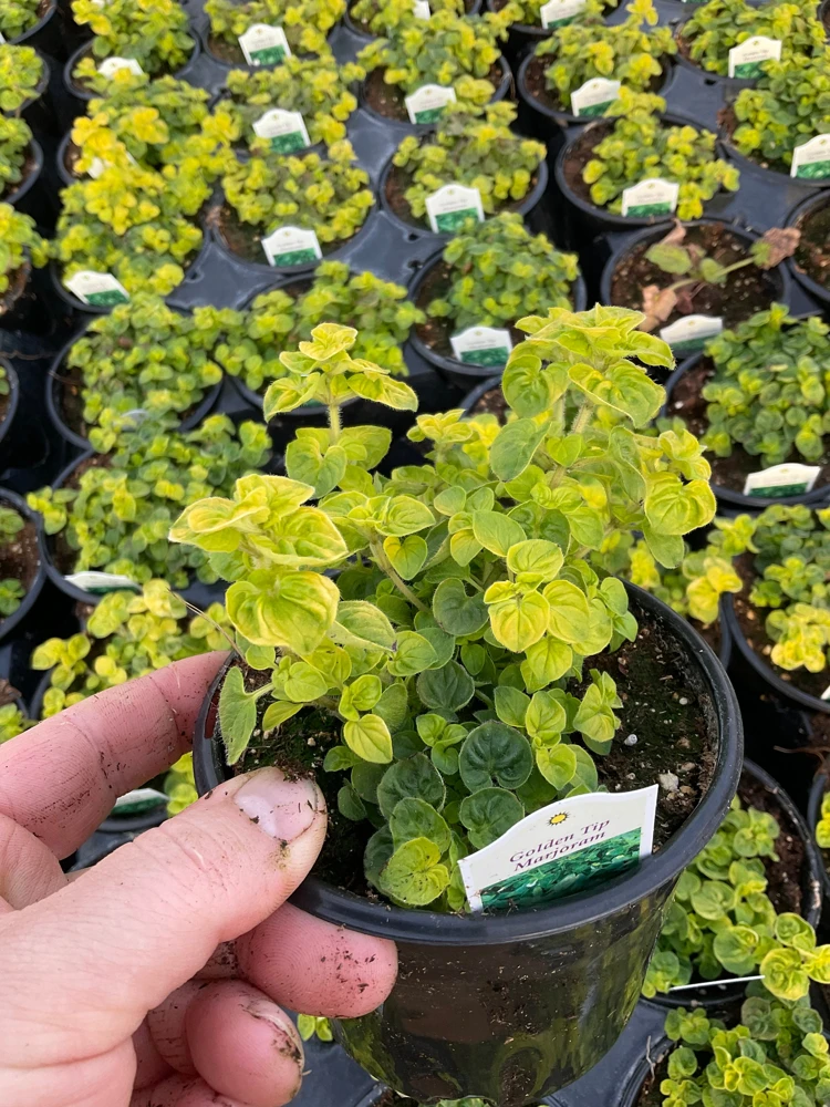 Golden Tip Marjoram Live Plant - 4.5 inch Pot - Culinary Herb - Image 4