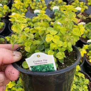 Golden Tip Marjoram Live Plant - 4.5 inch Pot - Culinary Herb - Image 5