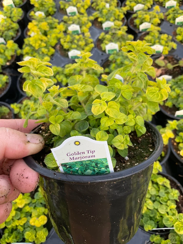 Golden Tip Marjoram Live Plant - 4.5 inch Pot - Culinary Herb - Image 5