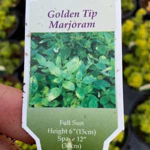 Golden Tip Marjoram Live Plant - 4.5 inch Pot - Culinary Herb - Image 6