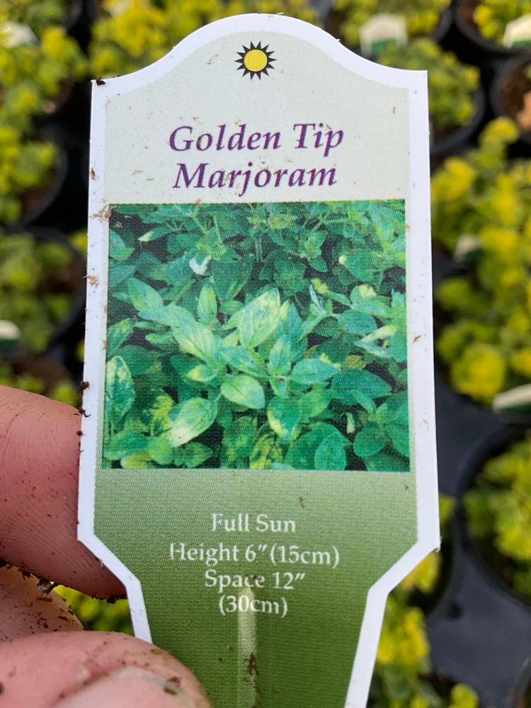 Golden Tip Marjoram Live Plant - 4.5 inch Pot - Culinary Herb - Image 6