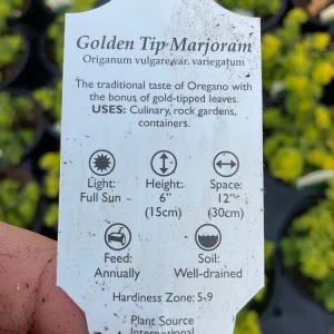 Golden Tip Marjoram Live Plant - 4.5 inch Pot - Culinary Herb - Image 7