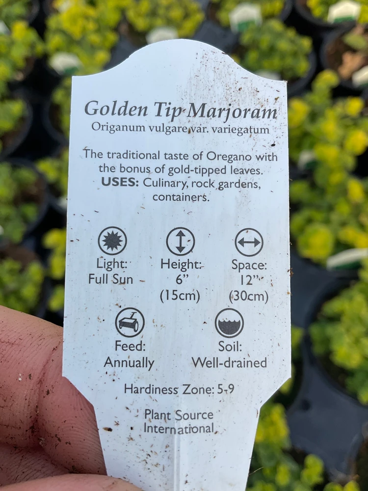 Golden Tip Marjoram Live Plant - 4.5 inch Pot - Culinary Herb - Image 7
