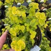 Golden Tip Marjoram Live Plant - 4.5 inch Pot - Culinary Herb - Image 1