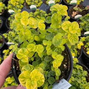 Golden Tip Marjoram Live Plant - 4.5 inch Pot - Culinary Herb - Image 1