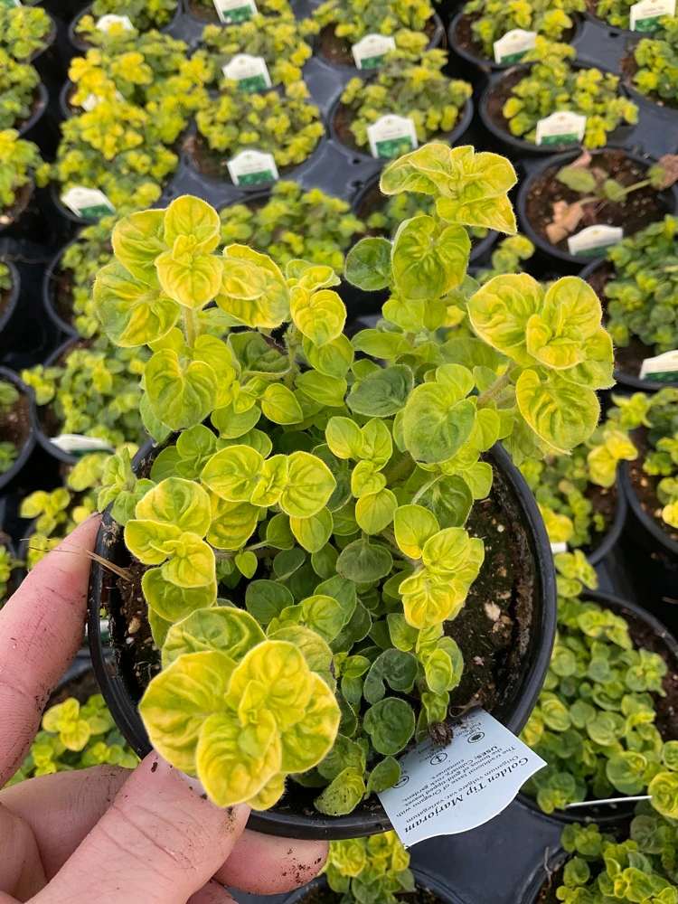 Golden Tip Marjoram Live Plant - 4.5 inch Pot - Culinary Herb - Image 1