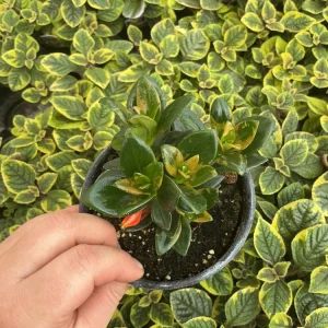 Goldfish Plant 'Koi' – Live Potted Houseplant – 4.5 inch Nursery Pot – Indoor - Image 3