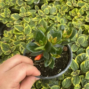 Goldfish Plant 'Koi' – Live Potted Houseplant – 4.5 inch Nursery Pot – Indoor - Image 4