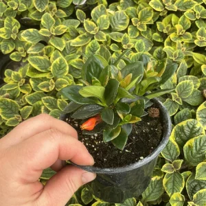 Goldfish Plant 'Koi' – Live Potted Houseplant – 4.5 inch Nursery Pot – Indoor - Image 5