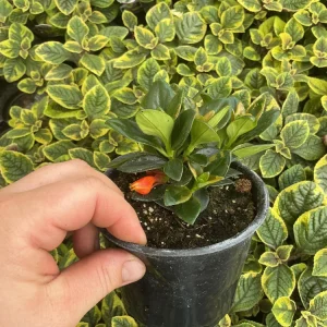 Goldfish Plant 'Koi' – Live Potted Houseplant – 4.5 inch Nursery Pot – Indoor - Image 6