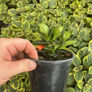Goldfish Plant 'Koi' – Live Potted Houseplant – 4.5 inch Nursery Pot – Indoor - Image 7