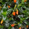 Goldfish Plant 'Koi' – Live Potted Houseplant – 4.5 inch Nursery Pot – Indoor - Image 1