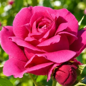 Grande Dame Deep Pink Rose Live Bush Plant – 4 to 6 Inch Tall, Fragrant - Image 2