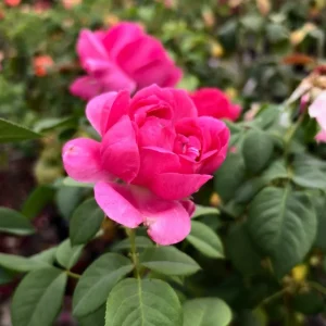 Grande Dame Deep Pink Rose Live Bush Plant – 4 to 6 Inch Tall, Fragrant - Image 3