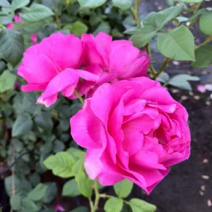 Grande Dame Deep Pink Rose Live Bush Plant – 4 to 6 Inch Tall, Fragrant - Image 4