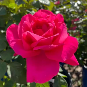 Grande Dame Deep Pink Rose Live Bush Plant – 4 to 6 Inch Tall, Fragrant - Image 5