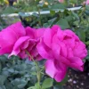 Grande Dame Deep Pink Rose Live Bush Plant – 4 to 6 Inch Tall, Fragrant - Image 1
