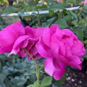 Grande Dame Deep Pink Rose Live Bush Plant – 4 to 6 Inch Tall, Fragrant - Image 1