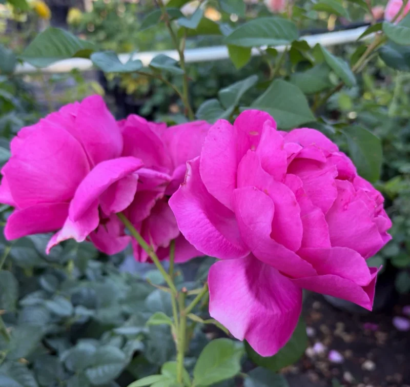 Grande Dame Deep Pink Rose Live Bush Plant – 4 to 6 Inch Tall, Fragrant - Image 1