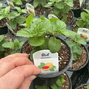 Grapefruit Mint Live Plant – Freshly Shipped Herb – 4.5” Pot - Image 2
