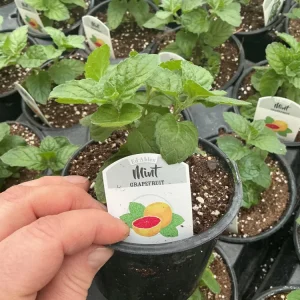 Grapefruit Mint Live Plant – Freshly Shipped Herb – 4.5” Pot - Image 3