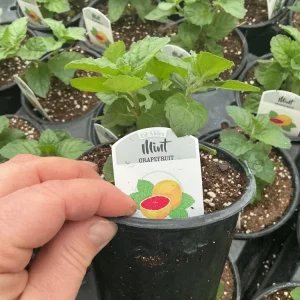 Grapefruit Mint Live Plant – Freshly Shipped Herb – 4.5” Pot - Image 4