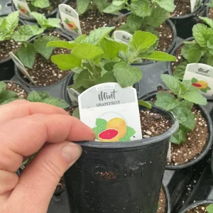 Grapefruit Mint Live Plant – Freshly Shipped Herb – 4.5” Pot - Image 5