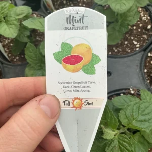 Grapefruit Mint Live Plant – Freshly Shipped Herb – 4.5” Pot - Image 6