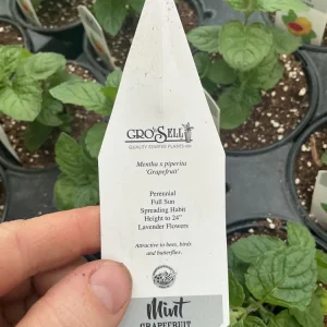 Grapefruit Mint Live Plant – Freshly Shipped Herb – 4.5” Pot - Image 7