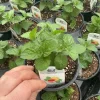 Grapefruit Mint Live Plant – Freshly Shipped Herb – 4.5” Pot - Image 1