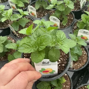 Grapefruit Mint Live Plant – Freshly Shipped Herb – 4.5” Pot - Image 1