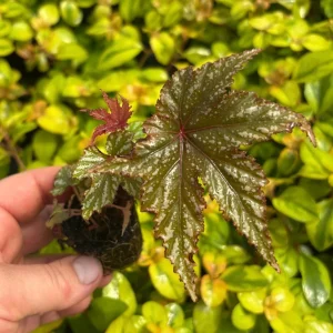 Gryphon Begonia Live Plant – 4-6 inch Plug – Indoor Foliage Plant - Image 2