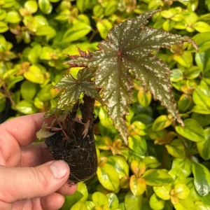 Gryphon Begonia Live Plant – 4-6 inch Plug – Indoor Foliage Plant - Image 3