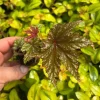 Gryphon Begonia Live Plant – 4-6 inch Plug – Indoor Foliage Plant - Image 1