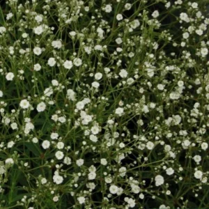 Gypsophila paniculata 'Summer Sparkles' Live Plant 4.5 inch Pot Outdoor - Image 2