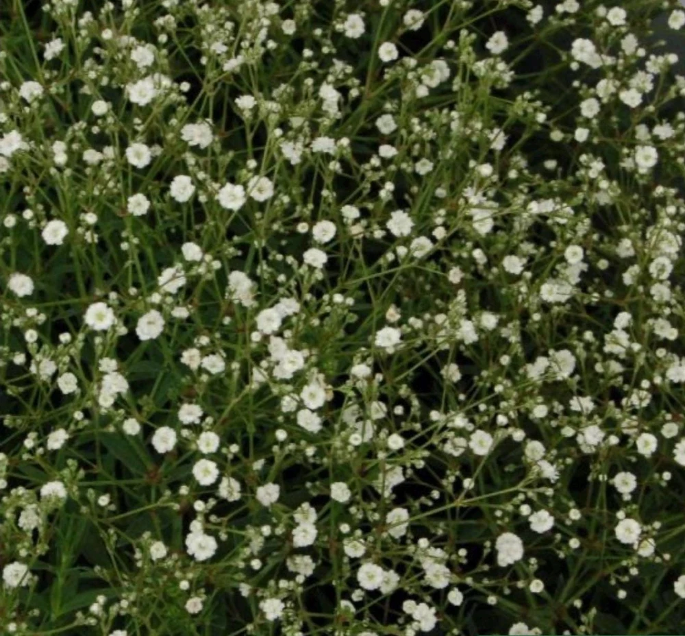 Gypsophila paniculata 'Summer Sparkles' Live Plant 4.5 inch Pot Outdoor - Image 2